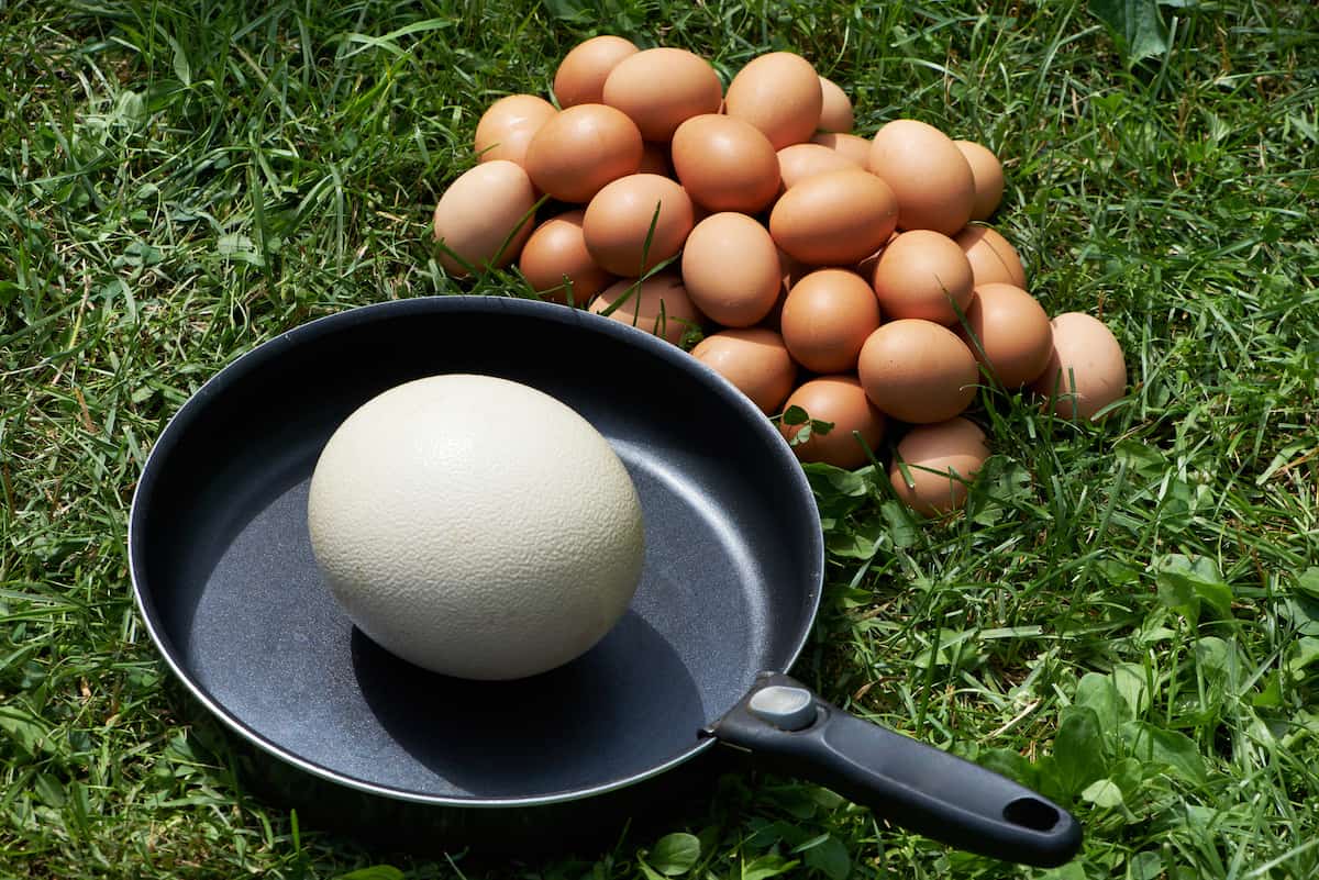 How To Cook An Ostrich Egg 